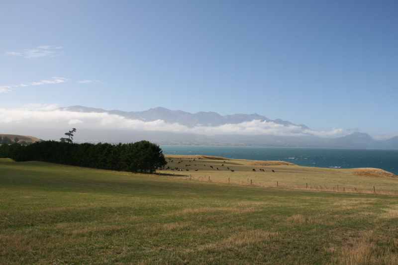 Nieuw-Zeeland 2011 - 1169